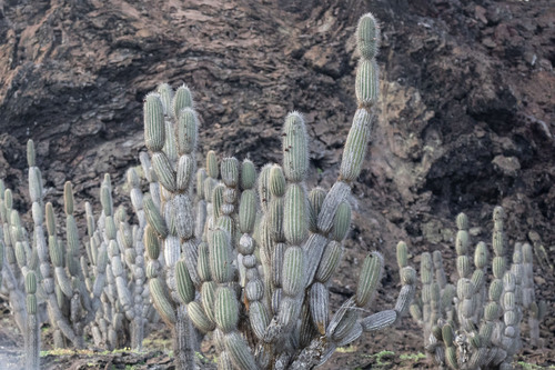 candelabra cactus (Jasminocereus thouarsii)