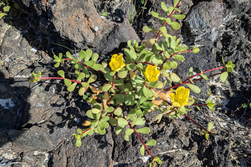 Galapagos Purslane (Portulaca howellii)