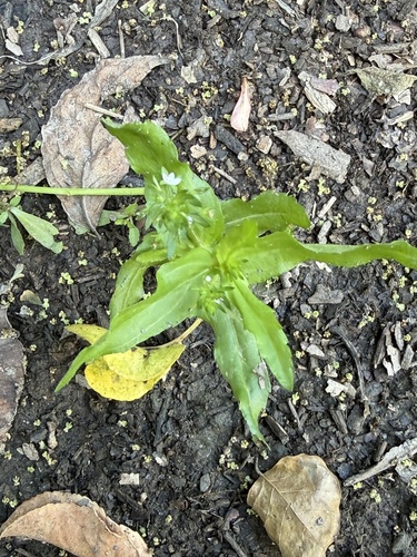 Wavy-Leaf Speedwell (Veronica undulata)