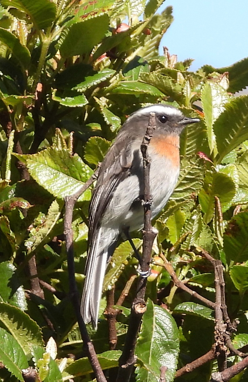Rufous-breasted Chat-Tyrant (Ochthoeca rufipectoralis), photo 2