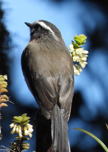 Rufous-breasted Chat-Tyrant (Ochthoeca rufipectoralis)