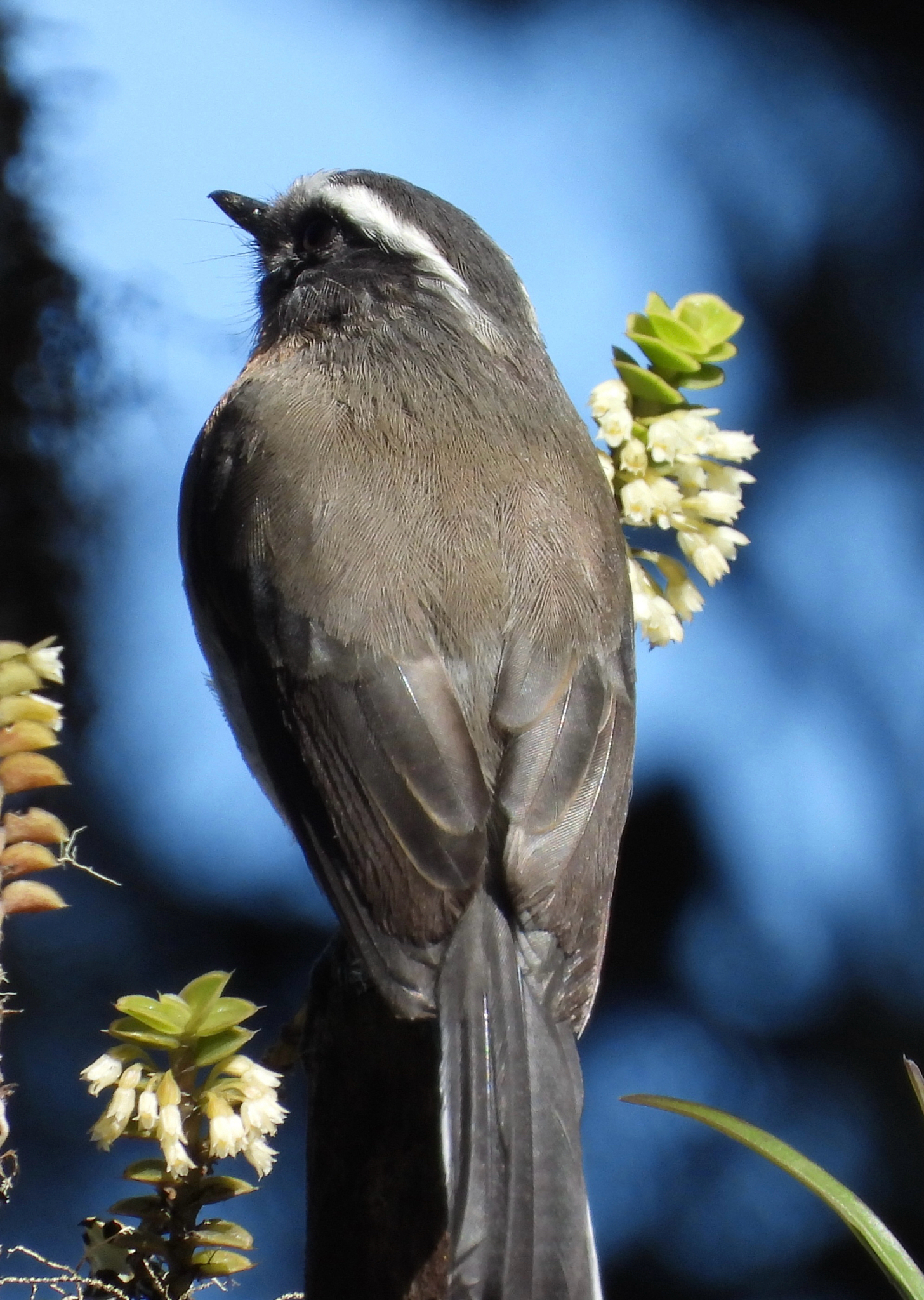 Rufous-breasted Chat-Tyrant (Ochthoeca rufipectoralis), photo 1