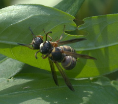 Stenodynerus propinquus