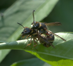 Stenodynerus propinquus