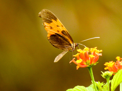 Mechanitis messenoides