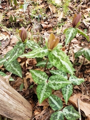 Trillium decipiens
