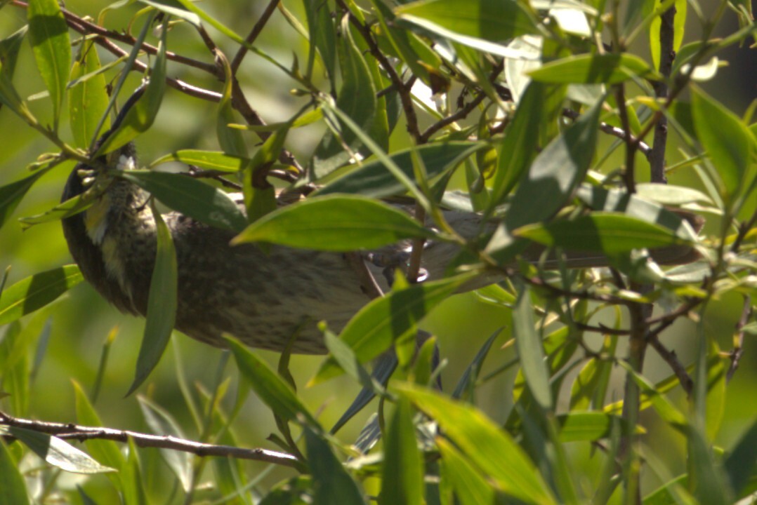 Mangrove Honeyeater (Gavicalis fasciogularis), photo 2