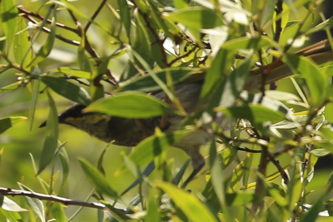 Mangrove Honeyeater (Gavicalis fasciogularis), photo 5