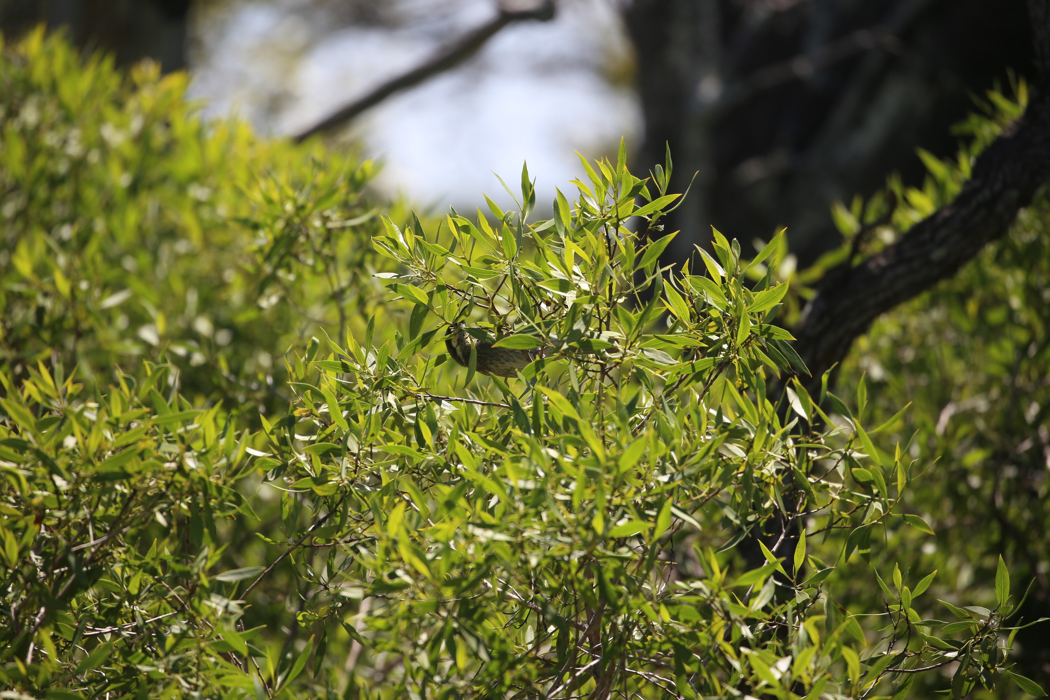Mangrove Honeyeater (Gavicalis fasciogularis), photo 3