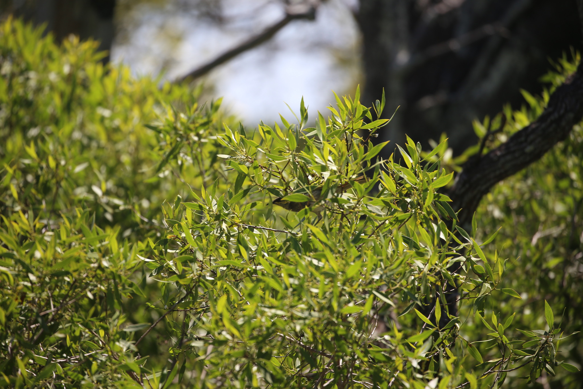 Mangrove Honeyeater (Gavicalis fasciogularis), photo 4