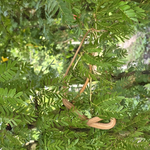 Amazon Coastal House Snake