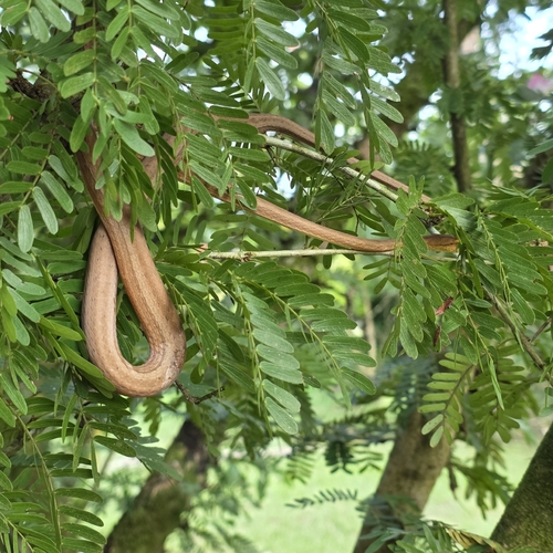 Amazon Coastal House Snake