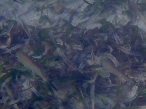 Haemulon carbonarium