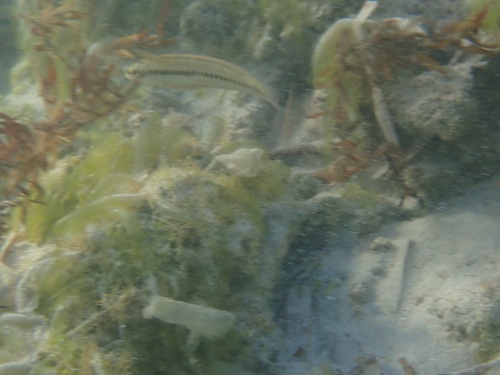 Halichoeres bivittatus