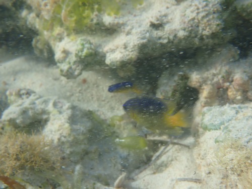 Stegastes leucostictus