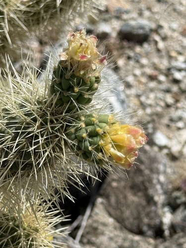 iNaturalist observation photo of Teddybear Cholla