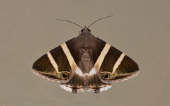 Grammodes oculicola