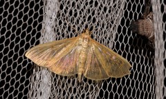 Patania balteata