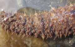 Holothuria impatiens