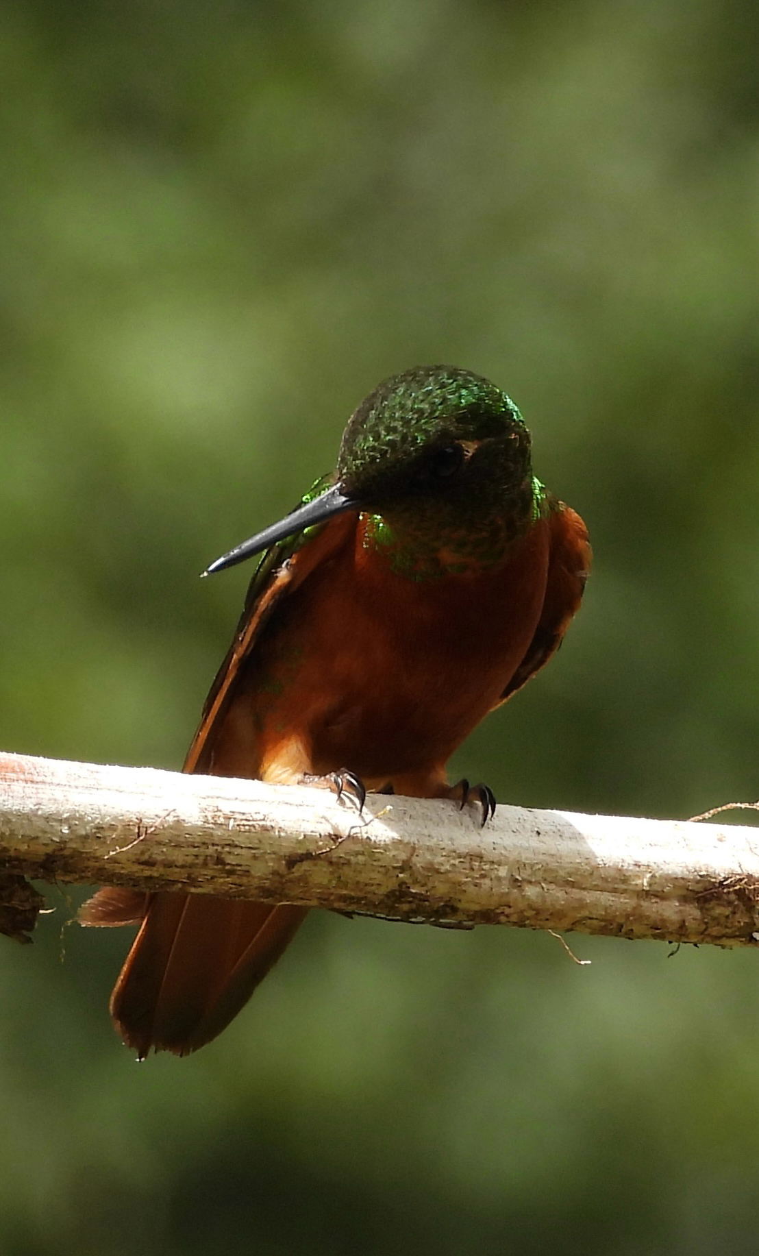 Chestnut-breasted Coronet (Boissonneaua matthewsii), photo 7