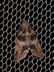 Lophoptera hemithyris