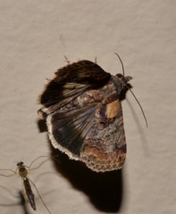 Lophoptera hemithyris