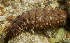 Holothuria impatiens