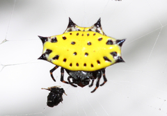 Gasteracantha cancriformis