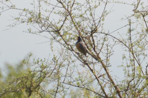 Many-colored Chaco Finch (Saltatricula multicolor), photo 3