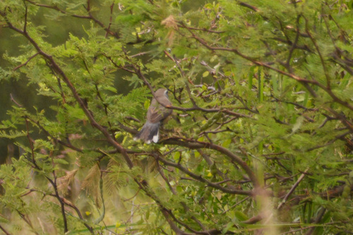 Many-colored Chaco Finch (Saltatricula multicolor), photo 2
