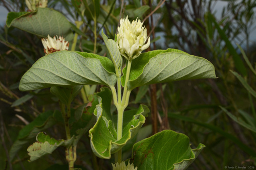 Mandevilla pentlandiana, photograph 1