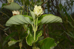 Mandevilla pentlandiana, photograph (c) Tomás Carranza Perales, some rights reserved (CC BY)