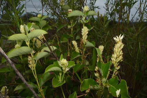 Mandevilla pentlandiana, photograph 2