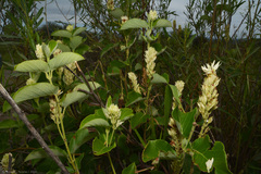 Mandevilla pentlandiana, photograph (c) Tomás Carranza Perales, some rights reserved (CC BY)