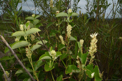 Mandevilla pentlandiana, photograph (c) Tomás Carranza Perales, some rights reserved (CC BY)