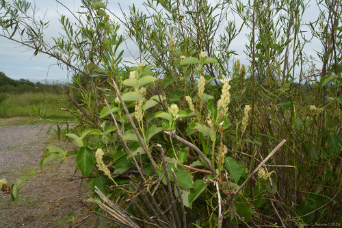 Mandevilla pentlandiana, photograph 4