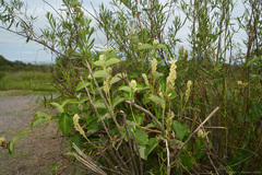 Mandevilla pentlandiana, photograph (c) Tomás Carranza Perales, some rights reserved (CC BY)