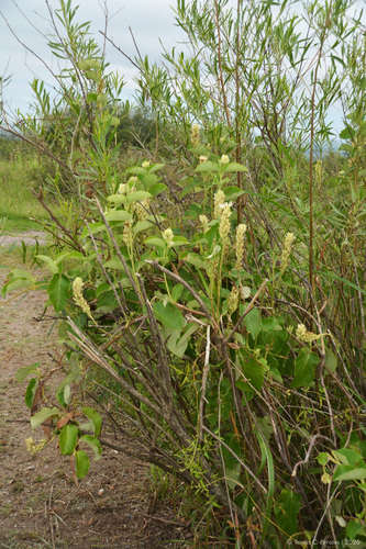 Mandevilla pentlandiana, photograph 5