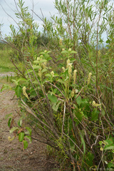 Mandevilla pentlandiana, photograph (c) Tomás Carranza Perales, some rights reserved (CC BY)