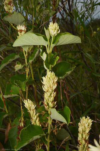 Mandevilla pentlandiana, photograph 6