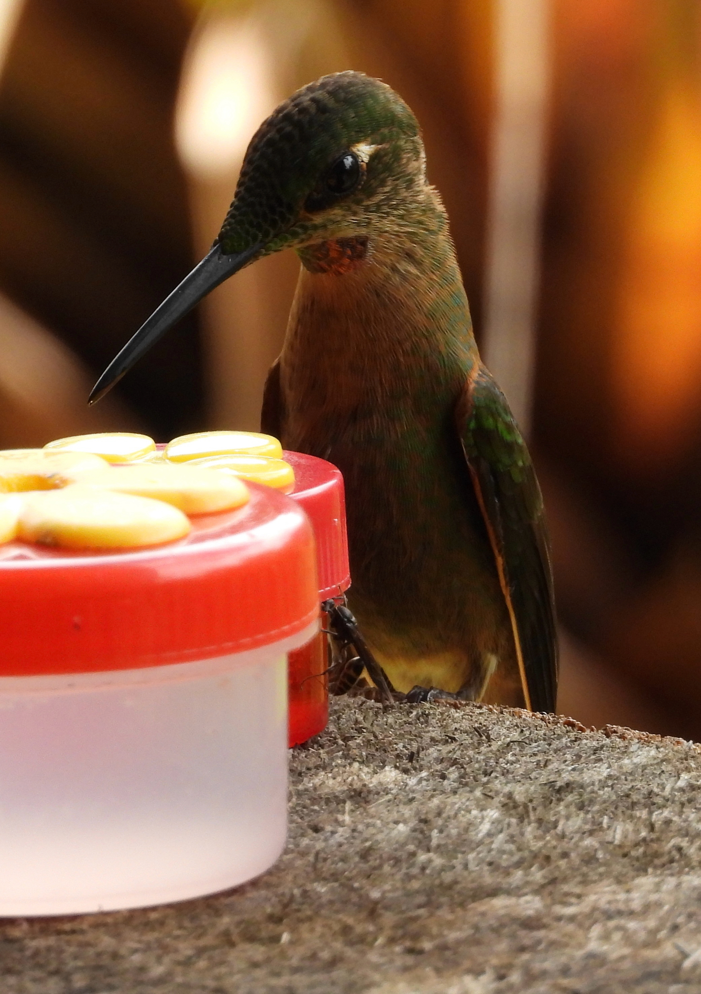 Fawn-breasted Brilliant (Heliodoxa rubinoides), photo 7