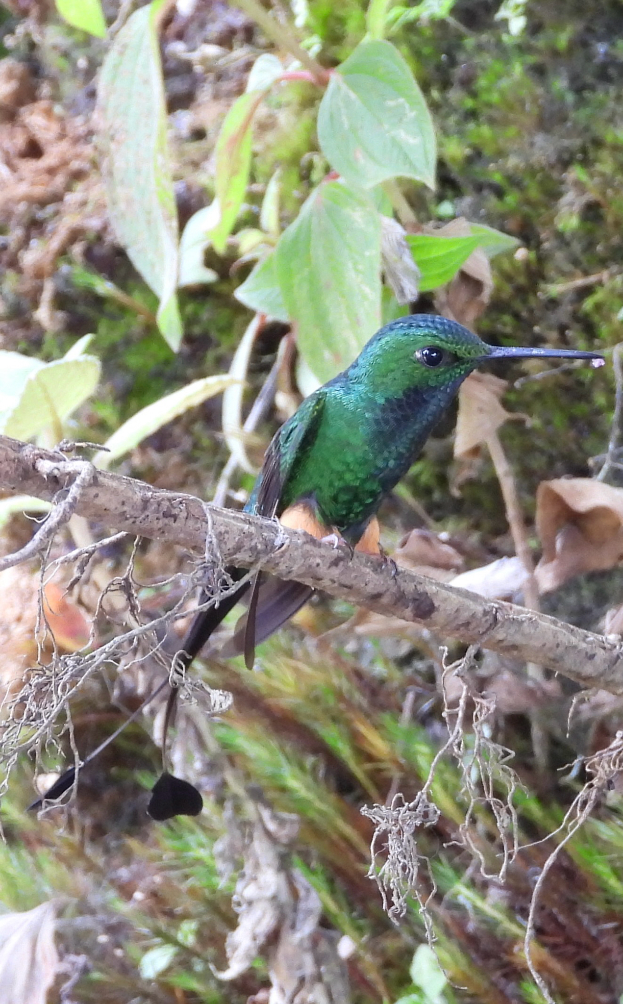 Rufous-booted Racket-tail (Ocreatus addae), photo 1