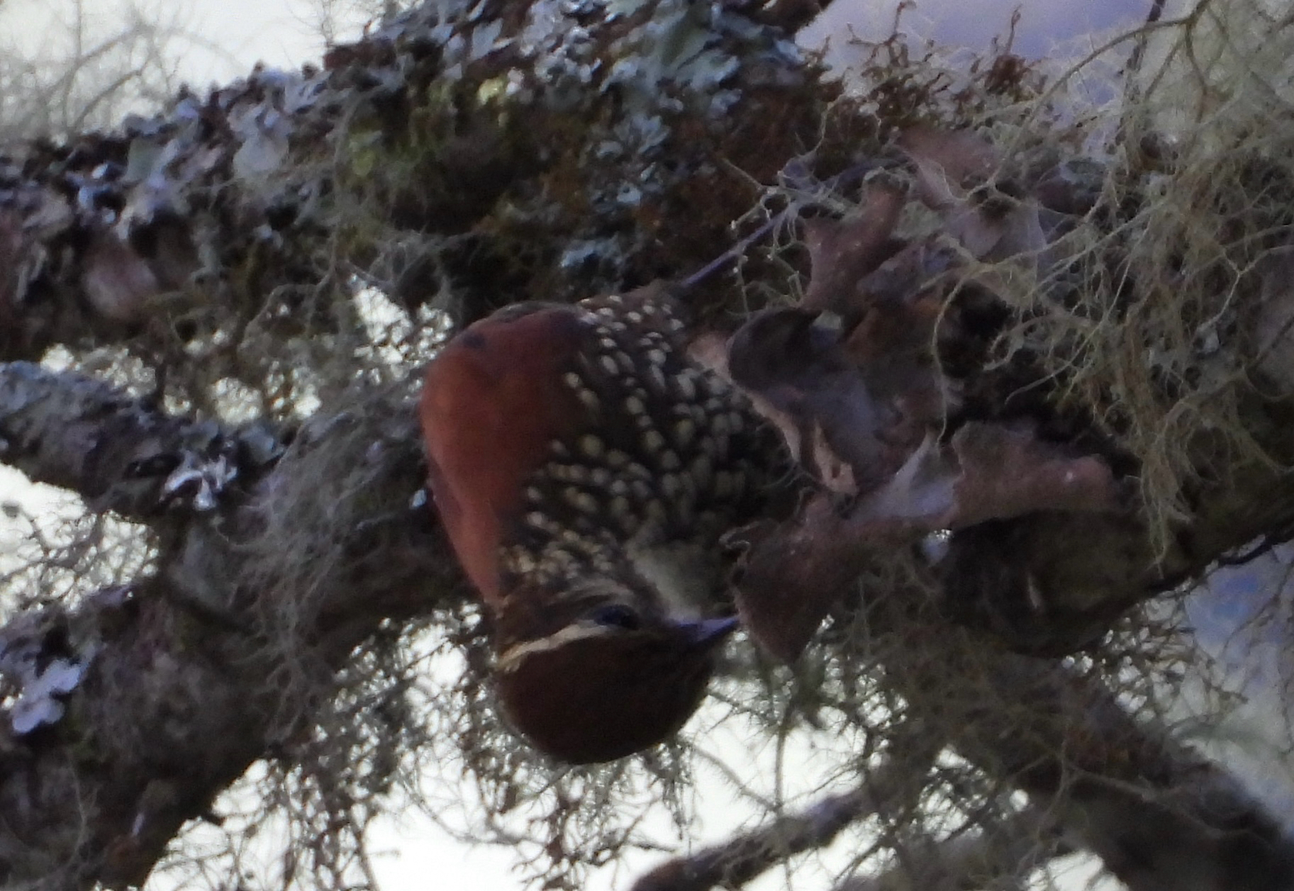 Pearled Treerunner (Margarornis squamiger), photo 5