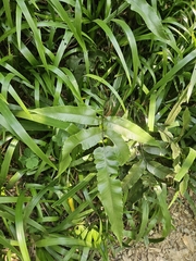 Diplazium lobatum
