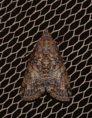 Lophoptera hemithyris