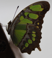 Siproeta stelenes