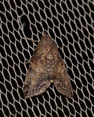 Lophoptera hemithyris