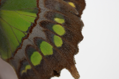 Siproeta stelenes