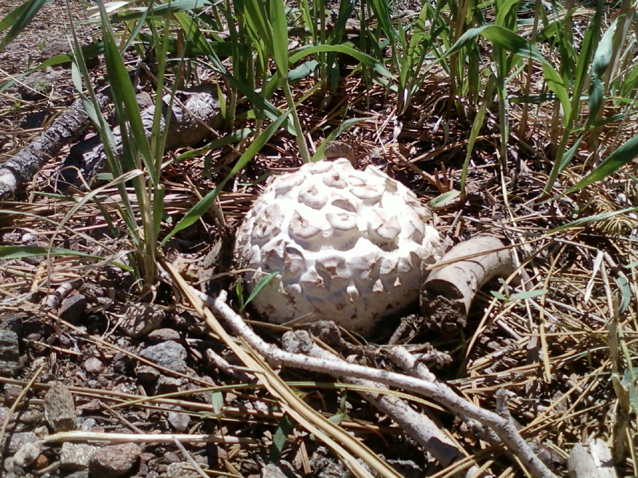 Calvatia sculpta image