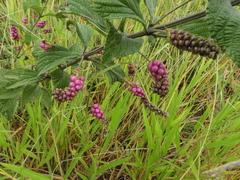 Lantana trifolia